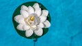 Water lily in a swimming pool Royalty Free Stock Photo